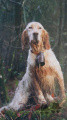 Setter Anglais HUGH II DE L'ECHO DE LA FORET